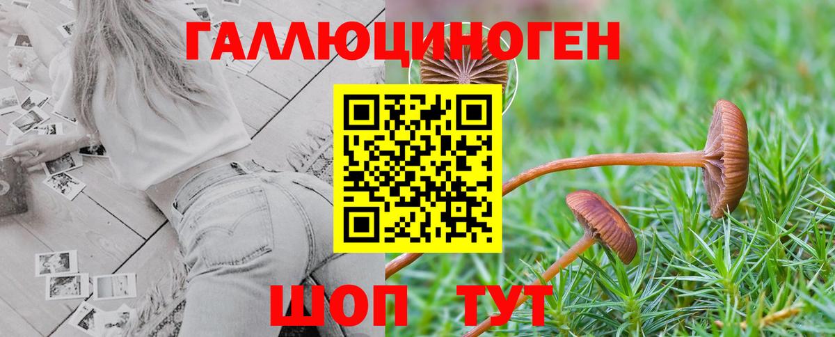 Псилоцибиновые грибы Psilocybe Видное